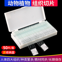 43507人血涂片人血切片人体四大组织生物实验切片显微镜切片套装