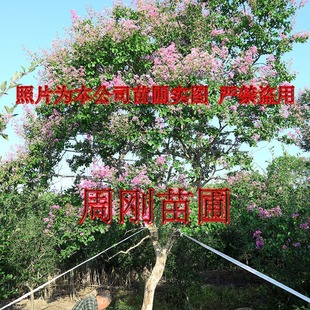 �K����ޱ�����Ի��� ����б�h��ޱ�� ���ռt �e���@�־G������