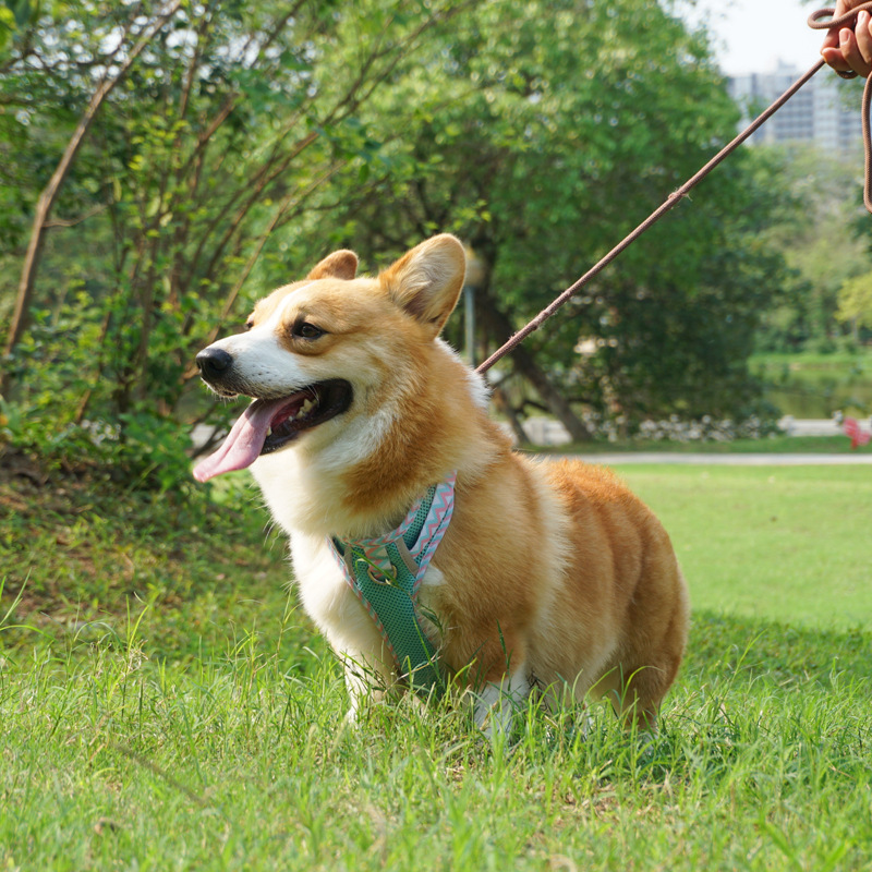 2024 New Dog Harness Collar with Reflective Strips Pet Harness Leash Dog Chain Pet Supply Wholesale