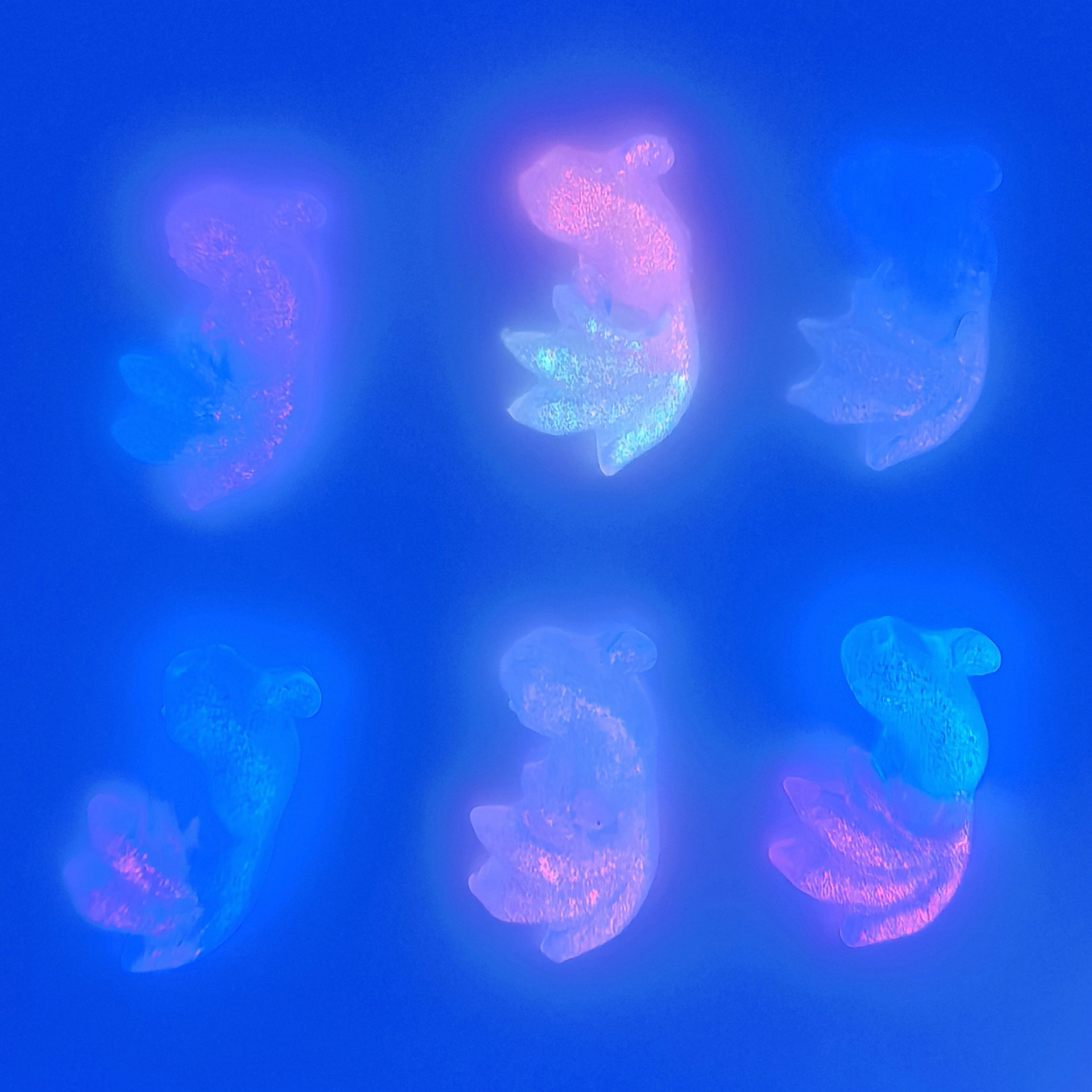 美甲饰品金鱼极光渐变锦鲤diy立体装饰配件批发0003.jp