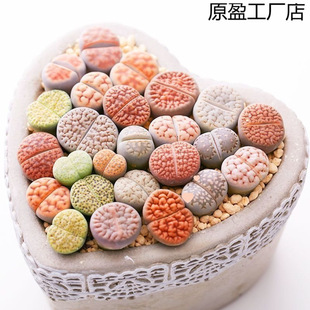 ƨƨ������ʯ����ϲ�ɫ����ֲ�﷬�ӿ����FС���Ի��������Gֲ