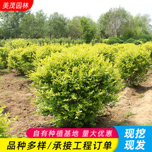 ���~Ůؑ����� ��ë�� �������l��·�c�Y��ľ�ļ������ɭŮؑ��