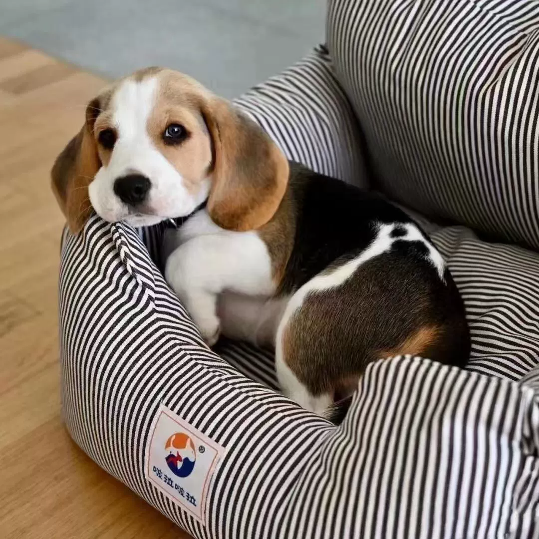 Оптовая продажа чистокровных щенков биглей, охота на кроликов, большие уши домашних собак, щенки биглей, живые собаки, собаки Мигу Лу