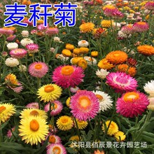 麦秆菊花种子 蜡菊花种籽干花切花盆栽阳台庭院公园花海观赏花卉