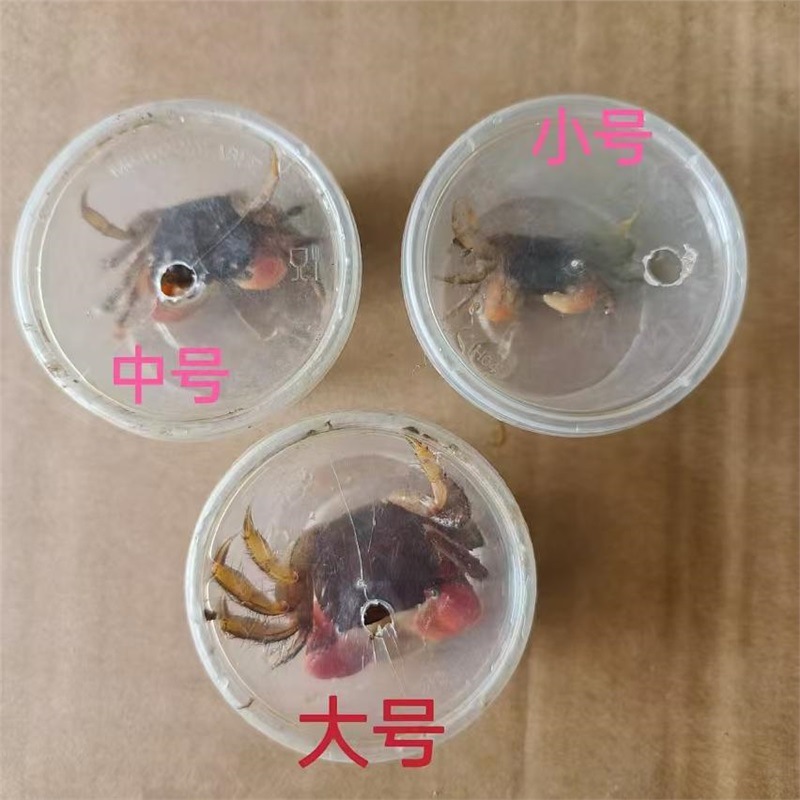 중형 게 1마리