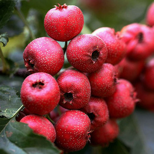 �o��ɽ�����ɽ�tɽ高����Ϸ������Nֲ���Թ����箔��Y��ɽ�