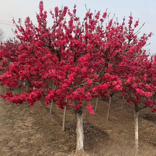 �������l ������ ���� �a�؃r�� �ߗU�� �@�־G������ľ