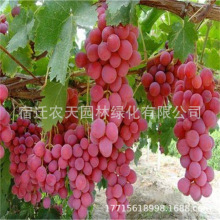 �����t���S���۷ۼt������ꖹ�õ����Ӻ��ĺھ޷�o�Ѻ����ј���