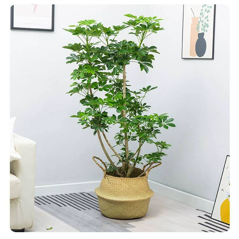 Моделирование утиных ножек Деревянные большие комнатные утиные пальмовые деревья в горшках Очистка воздуха Офис Гостиная Вечнозеленые зеленые растения