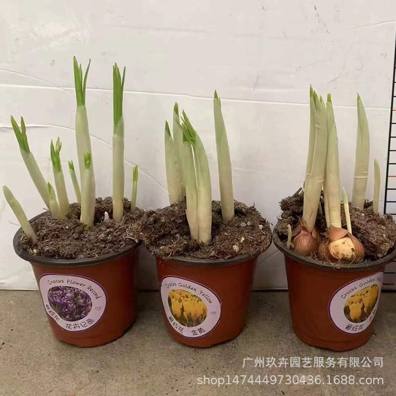 Крокус в горшке Многолетние травы цветок декоративная клумба двор Крытый открытый декоративные зеленые растения