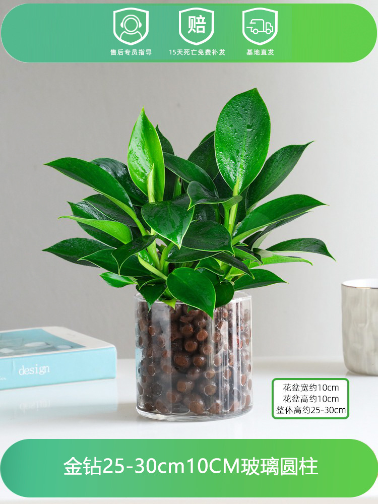 골드 다이아몬드 25-30CM [10CM 유리 실린더] + 영양 용액