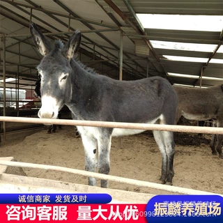 改良肉驴 改良肉驴批发 驴苗一头 养殖场出售乌头驴