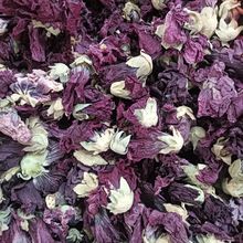 念唐古拉山紫雪莲花 高海拔生长