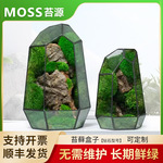 创意桌面钻石苔藓微景观成品盆景 懒人好养鲜活绿植生态瓶盆栽