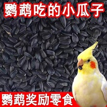 鹦鹉黑瓜子零食鸟粮珍珠虎皮油葵瓜子训练用品鸟饲料八哥仓鼠瓜子
