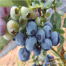 {S{ݮ玧Ե̨ϷNֲY{ݮ