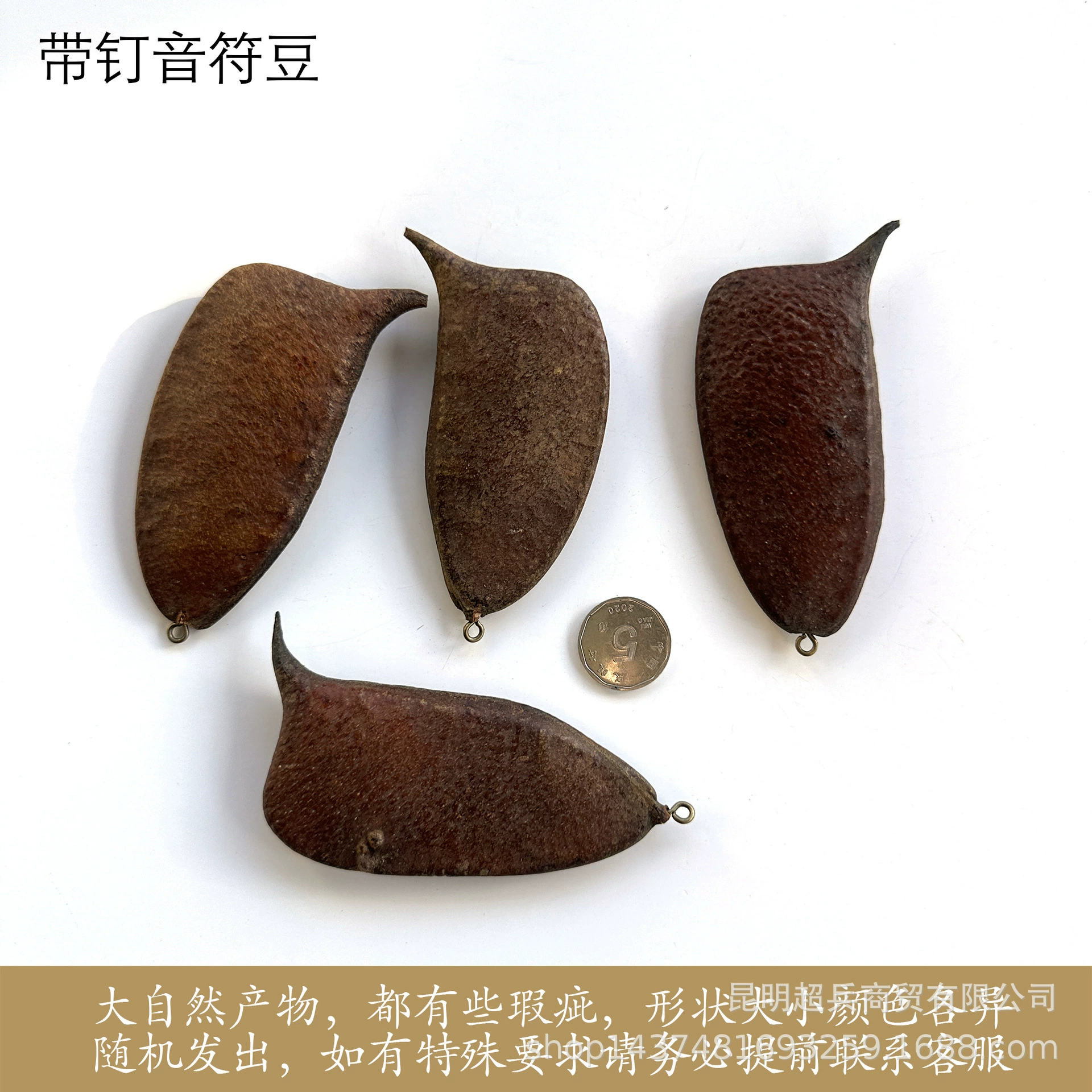 [Fruit with nails] Acorn with horn nails diy handmade necklace dried flower earrings fruit raw materials
