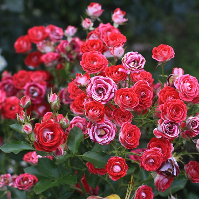 Рубиновые ледяные розовые цветочные рассады, обильные цветы, миниатюрные четырехсезонные ароматные розовые рассады, зеленые растения в горшках для цветов на балконе и во дворе.