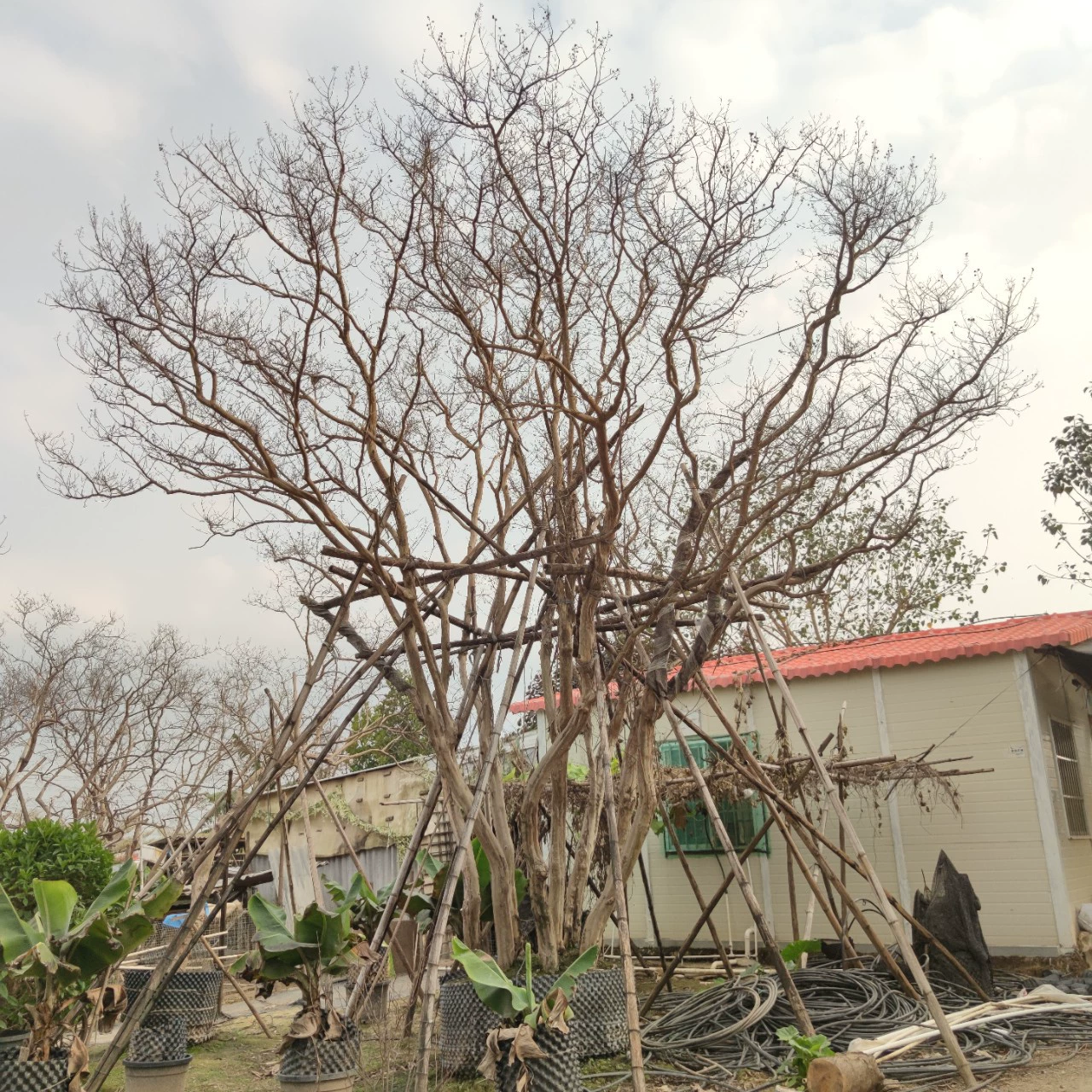 2302 база поставляет кустики Lagerstroemia indica 6-8 м.