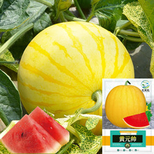 西瓜种子大全黄皮红肉黄元帅无籽西瓜种籽原装种子大全批发代发