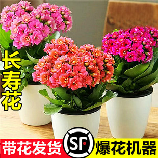 �L�ۻ������ذ�����󻨎����������ļ��҃��_�����B�Ļ���ֲ��