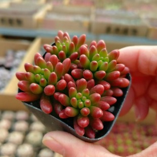 Hongzhiyu Real Shot 6.5cm Pot with 4 Succulent Plants Base Direct Sales Large Favorably