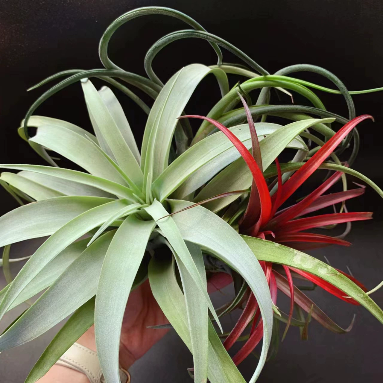 Оптовая продажа подставок для растений без почвы Kirby Silver Rose Silver Leaf Air Pineapple