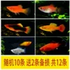 Randomly send 10 pieces to get 2 pieces as spares, a total of 12 pieces will get fish food