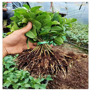 ����������ľ ������6̖����������ľ �����꼾�ԷN ����޽�