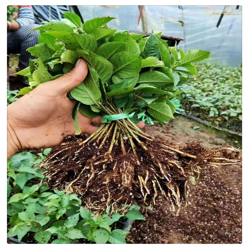 Корневище гибридной вишни Гизела №6, посаженное в сезон дождей в июне и привитое в том же году.