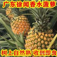 广东徐闻菠萝10斤装徐闻香水大菠萝新鲜当季现摘水果非泰国小凤梨