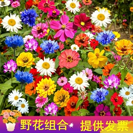 种子;草种子;草坪