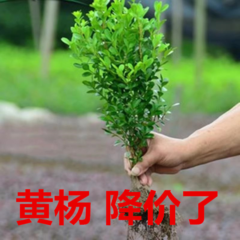 小叶瓜子黄杨色块篱笆植物常绿庭院小区工程苗风景苗景区四季可种