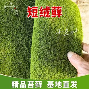 �̽q�\��̦�\�쾰ͥԺ��ƺ���ɻ��ʸ���̦�ٴ�Gֲ����ֱ�N���l