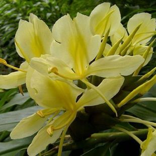 �S�����������������������Ұ�������滨����Ұ�������͏V�|����