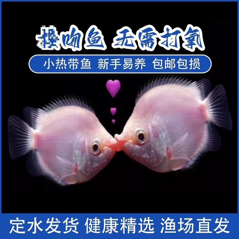 亲嘴鱼接吻鱼宠物鱼热带鱼观赏鱼萌萌哒鱼缸水族箱观赏鱼其他|undefined