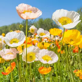 盆栽;种子;园林果树