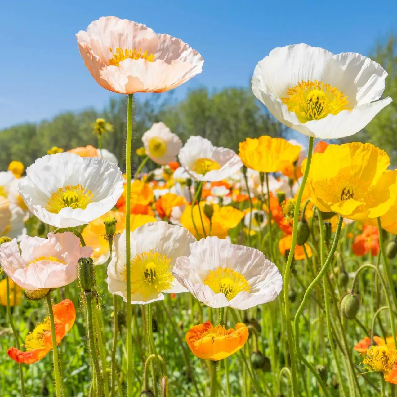 Семена цветов исландского мака, семена цветов разных цветов, семена многолетников, семена цветущих подсолнухов