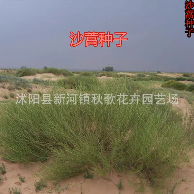 Семена кормовых трав Artemisia семена пескофиксирующий бурелом пустыни почвофиксирующий песок лесная почва и вода Защита склонов от засухи кустарник