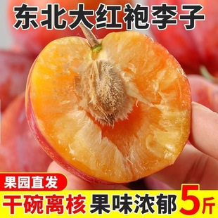 �S��t��������5�����rˮ������������ڽ������ǖ|����t������