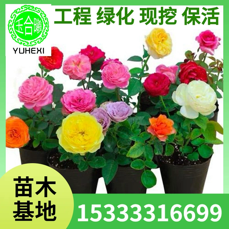 Оптовая база Rosa: крупноквашные ароматные розы, рассада, цветение в любое время года, сок розы, балконные горшки, двор, морозостойкие.