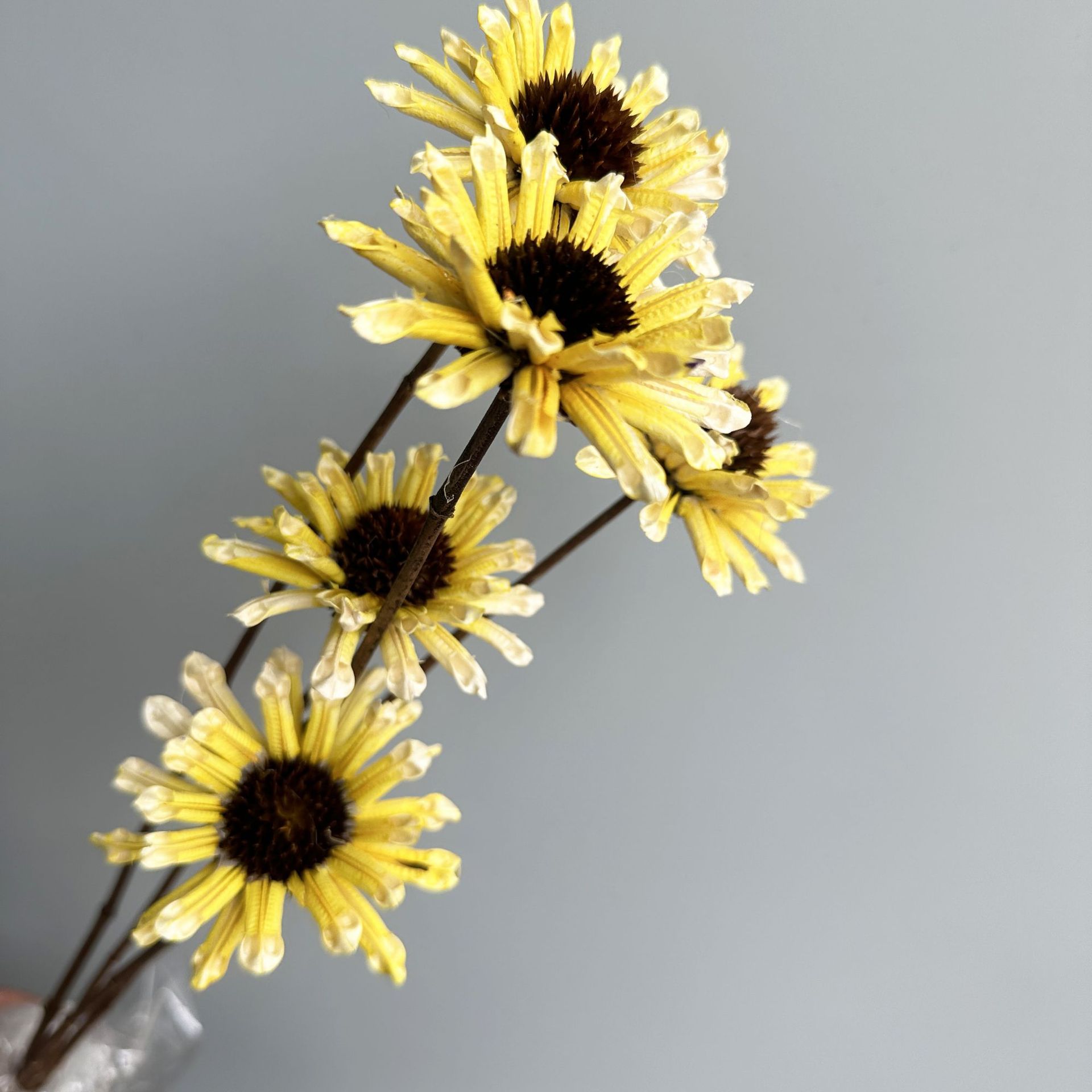 노란색 가지 5개 묶음