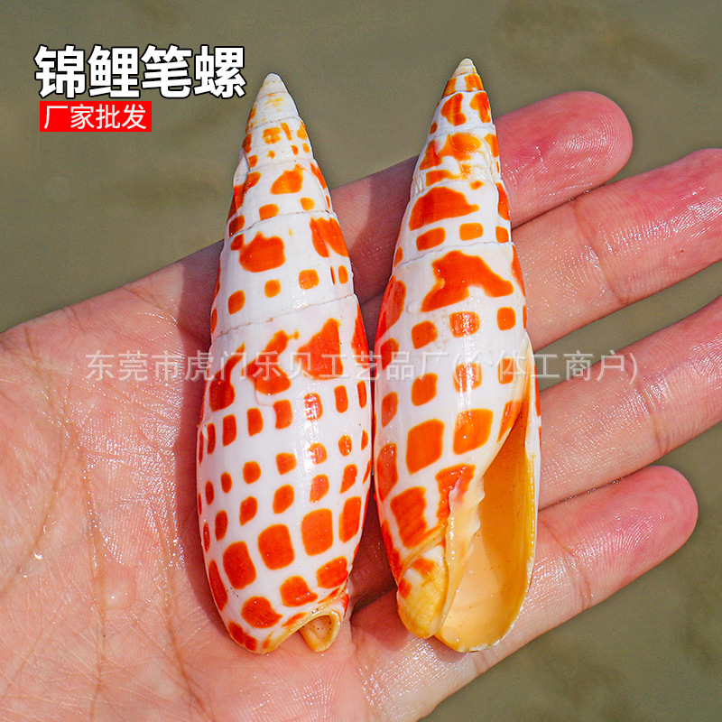 Koi red pen snail natural pen snail fish tank landscaping platform decorative photography props shell natural conch wholesale