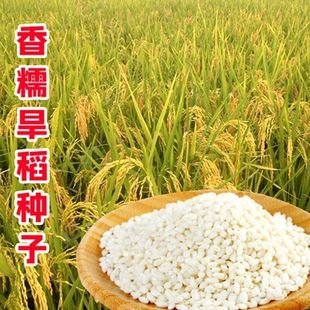 香糯米水稻种子 短粒糯稻种子 圆粒糯米种子团糯米种植可留种-阿里巴巴