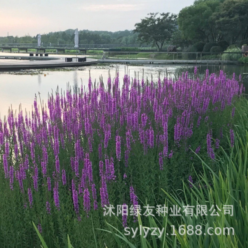 Semillas de flores, semillas de flores.