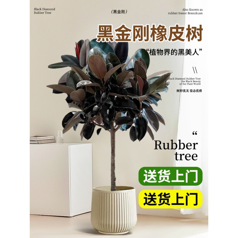 橡皮树棒棒糖客厅大盆栽黑金刚室内大型绿植真树苗净化空气吸甲醛