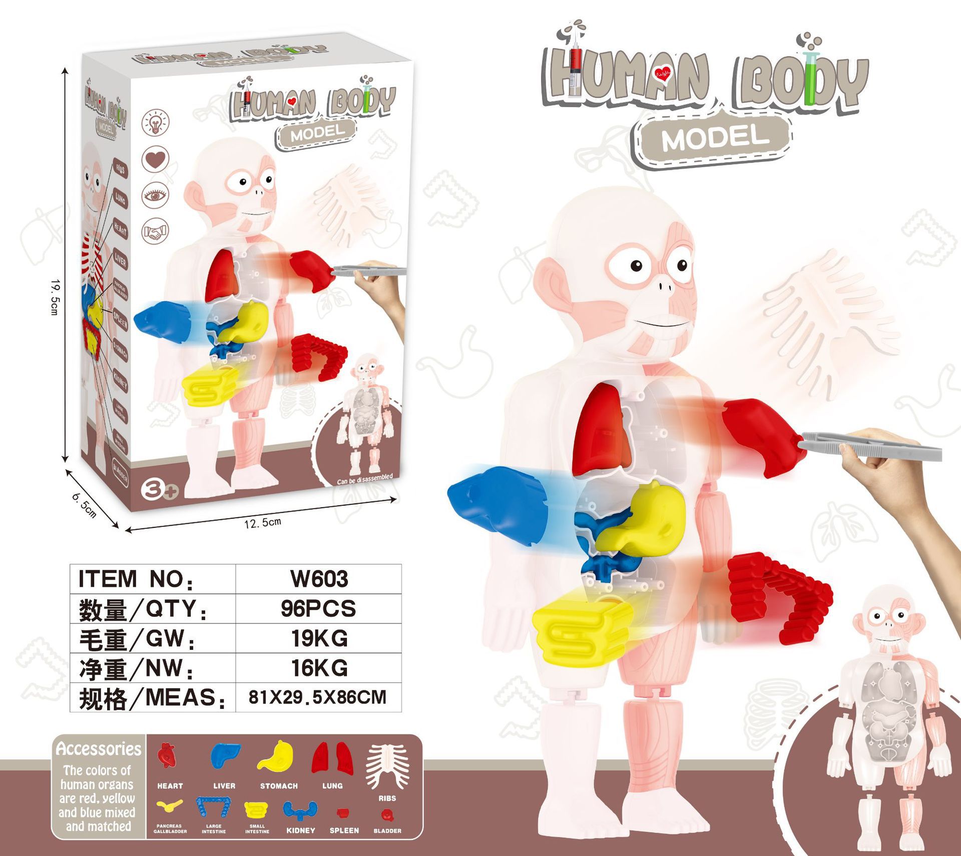 Juguetes de ciencia y educación transfronterizos maniquí articulaciones humanos niños juguetes de ciencia y educación juguetes cognitivos científicos al por mayor