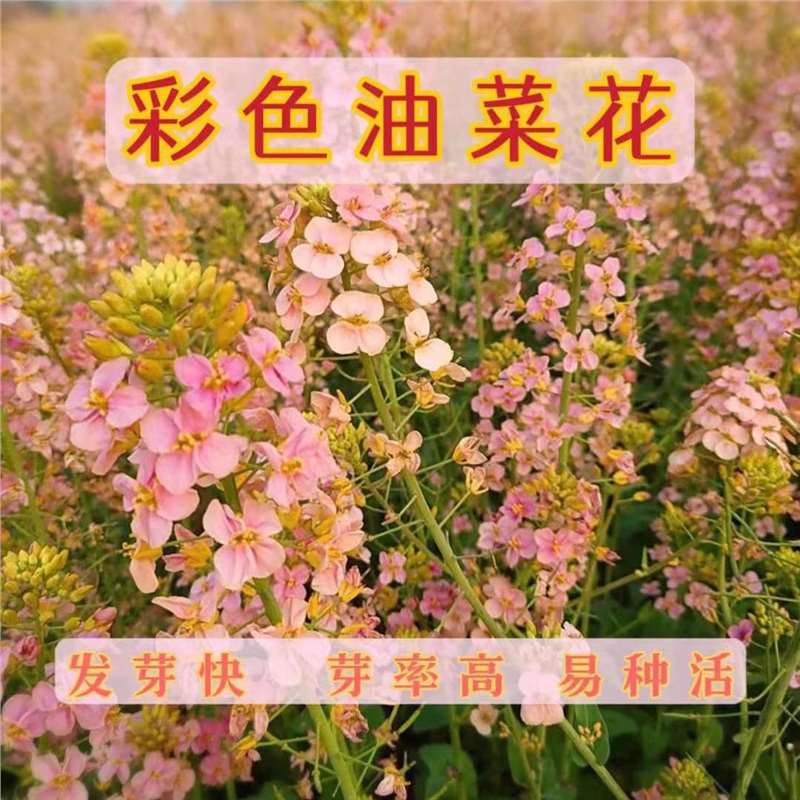 观赏彩色油菜花种子优质高产榨油五彩油菜花菜籽油花田春秋播花卉