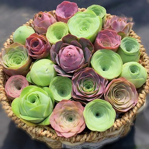 무작위 장미 조합 10개(화분과 함께 제공, 여름용 분홍색)