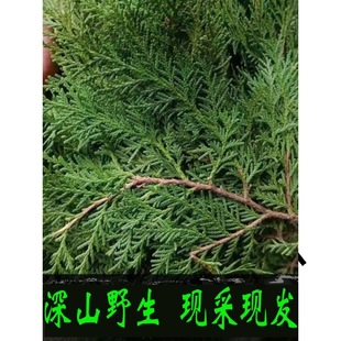 �FժҰ���Y��Ȱؘ�֦��ؘ��~ϴ�l�ݾ�Ѭ�D��DIY�}�Q�仨�h���r